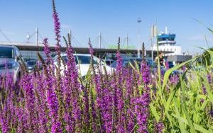 Zielone Katowice Airport - projekt LIFE Archiclima (2)