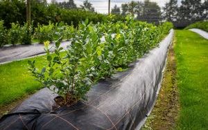 Ciężki sprzęt dewelopera na plantacji borówki w Katowicach (17)