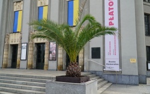 Kolejne palmy pojawiły się na rynku! Stoją przed Teatrem Śląskim (1)