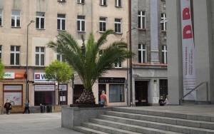 Kolejne palmy pojawiły się na rynku! Stoją przed Teatrem Śląskim (2)