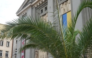 Kolejne palmy pojawiły się na rynku! Stoją przed Teatrem Śląskim (3)