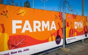 Farma dyń w Libero Katowice (1)