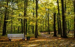 Złota jesień w Parku Kościuszki w Katowicach (13)