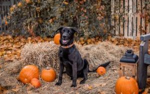 Weteran Murzynek został adoptowany! 