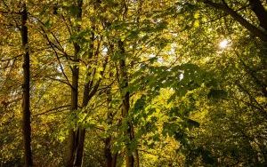 Park w Dolinie Ślepiotki w jesiennych kadrach (1)