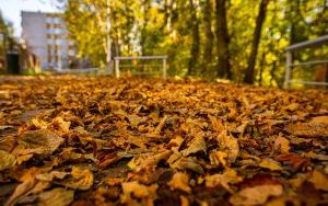 Park w Dolinie Ślepiotki w jesiennych kadrach (7)