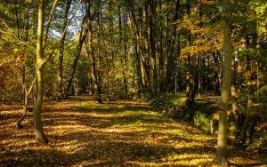 Park w Dolinie Ślepiotki w jesiennych kadrach (2)