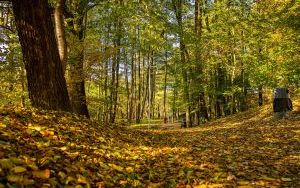 Park w Dolinie Ślepiotki w jesiennych kadrach (6)