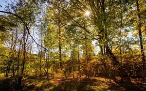 Park w Dolinie Ślepiotki w jesiennych kadrach (8)