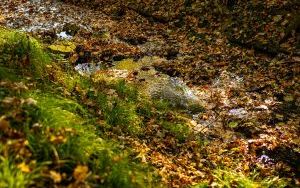 Park w Dolinie Ślepiotki w jesiennych kadrach (10)