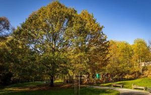 Park w Dolinie Ślepiotki w jesiennych kadrach (17)