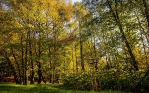 Park w Dolinie Ślepiotki w jesiennych kadrach (18)