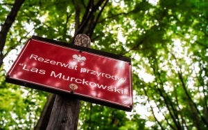 Wzgórze Wandy w Katowicach (19)