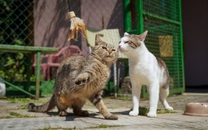 Koty szukają kochającego właściciela (13)