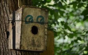 Wyjątkowe ujęcia w Parku Kościuszki w Katowicach. Przyroda zachwyca  (14)