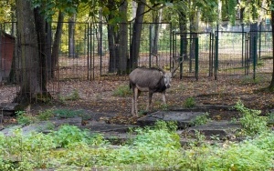 Wizyta w śląskim zoo  (1)