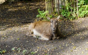 Wizyta w śląskim zoo  (2)