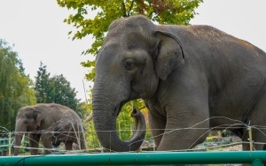 Wizyta w śląskim zoo  (4)