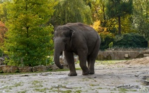 Wizyta w śląskim zoo  (5)