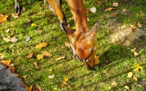 Wizyta w śląskim zoo  (7)