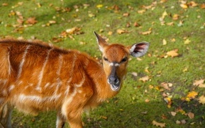 Wizyta w śląskim zoo  (8)