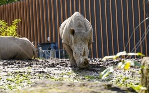 Wizyta w śląskim zoo  (10)