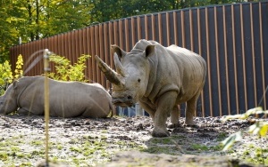 Wizyta w śląskim zoo  (11)