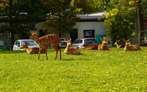 Wizyta w śląskim zoo  (15)