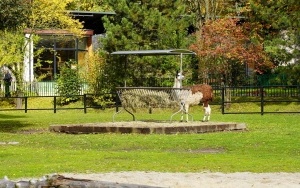 Wizyta w śląskim zoo  (16)