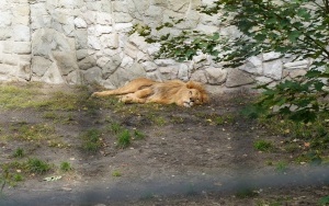 Wizyta w śląskim zoo  (2)