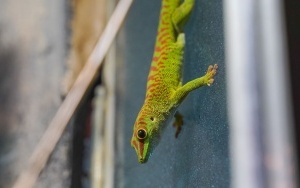 Wizyta w śląskim zoo  (7)