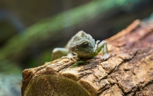 Wizyta w śląskim zoo  (11)