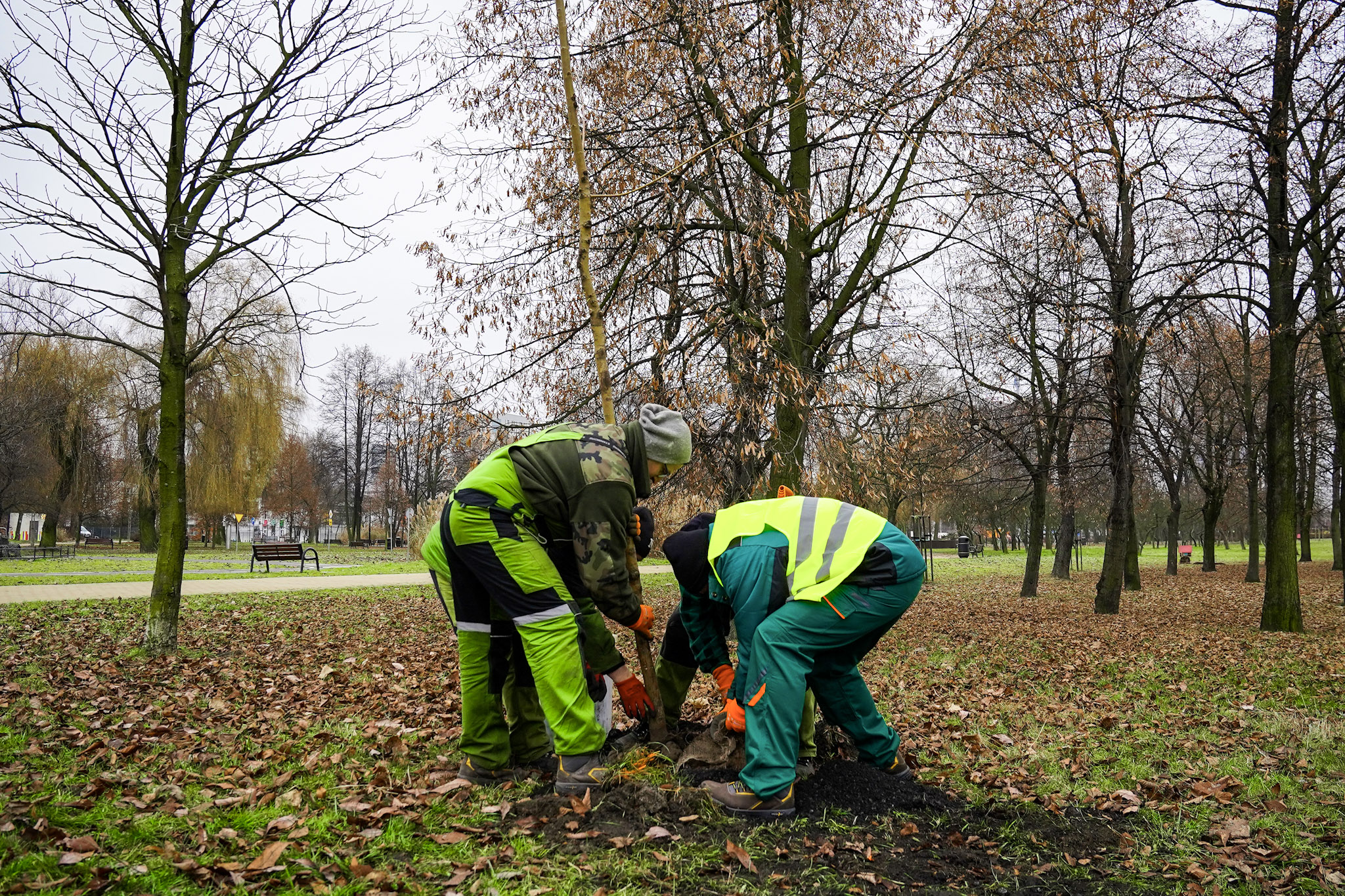 pracownicy zieleni sadzą drzewa