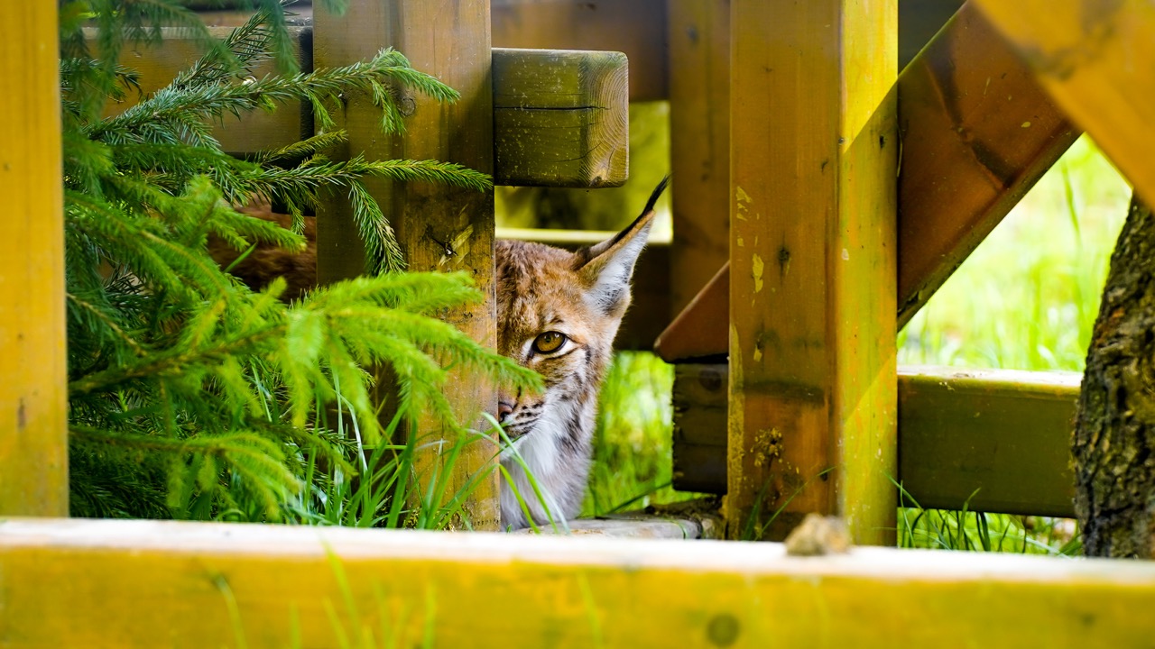 Ryś w Śląskim Ogrodzie Zoologicznym