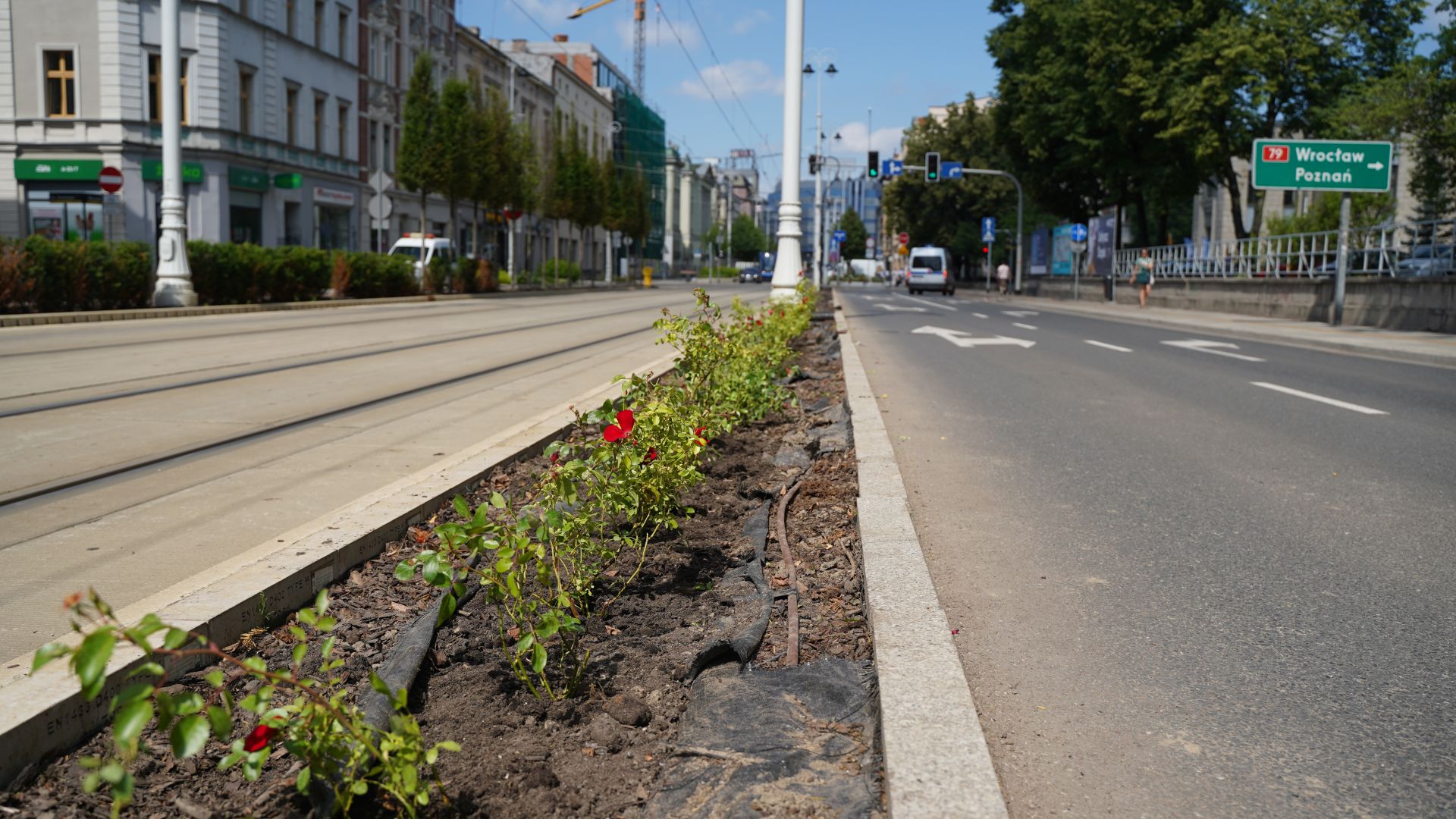 Trwają prace przy ulicy Warszawskiej, gdzie sadzone są nowe róże