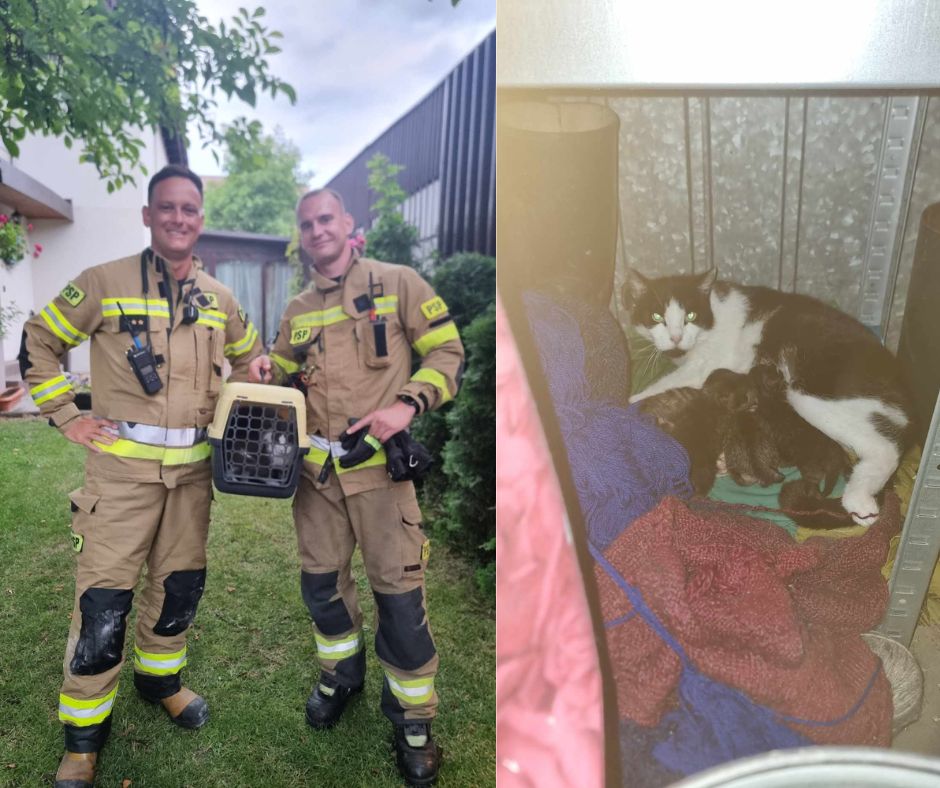 strażacy i kotki