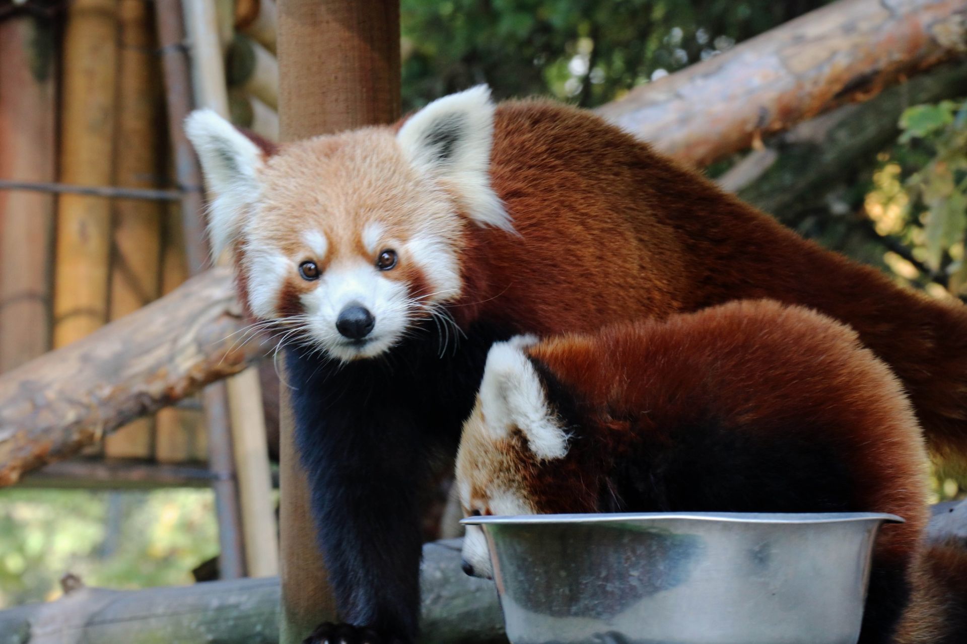 Fot.  Śląskie Ogród Zoologiczny. Na zdjęciu tata Ping i jego syn Oshi