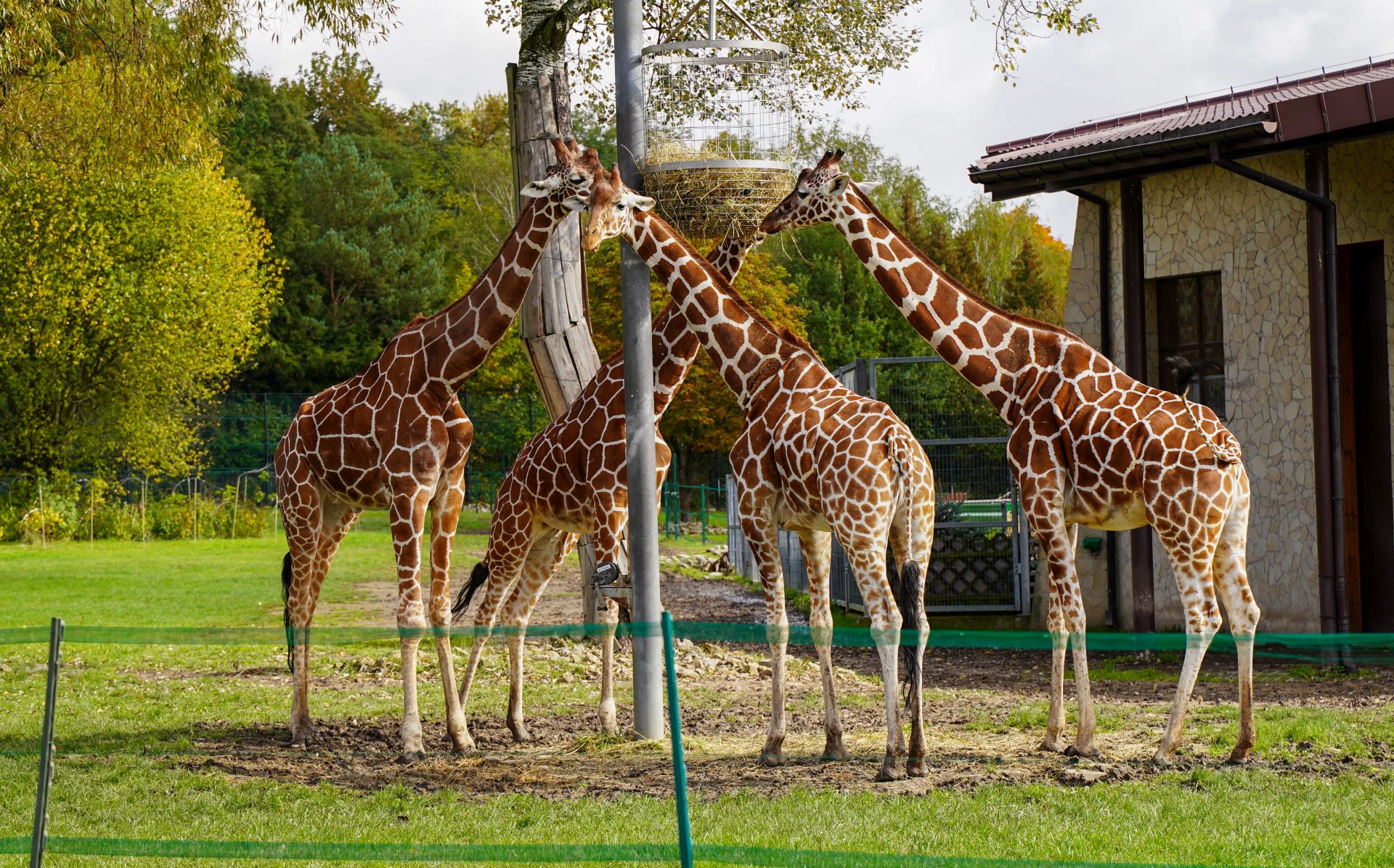 żyrafy śląskie zoo w chorzowie